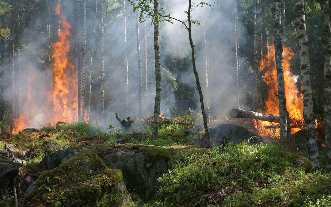 Scenario Natuurbrand ook in jouw veiligheidsplan?